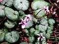 Cyclamen coum 'Blush'.