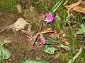 Éclosion des fleurs.
