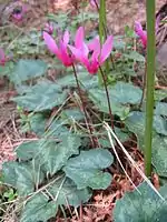 Cyclamen repandum