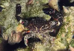 Cyclodius obscurus