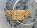 Cyclophora (Codonia) punctaria  (Linnaeus, 1758)