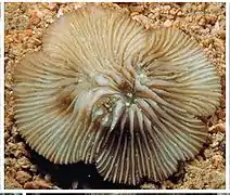 Cycloseris fragilis