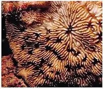 Cycloseris mokai