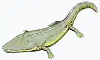 Cyclotosaurus, un stéréospodyle, par D. Bogdanov.