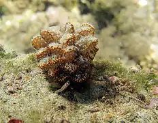 Cyerce pavonina.