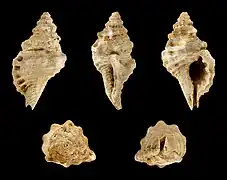 Cymatium doderleini
