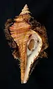 Cymatium tigrinum