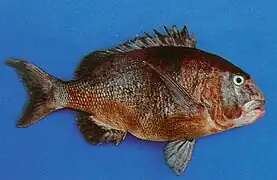Cymatoceps nasutus