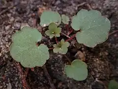 Plantule