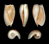 Cymbium cymbium.