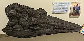 Grand crâne noir d'un ichtyosaure exposée dans un musée.