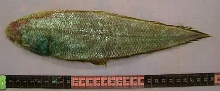 Cynoglossus arel
