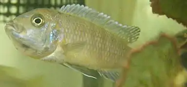 Cynotilapia zebroides "Jalo Reef",. Femelle en incubation.