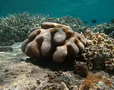 Cyphastrea serailia