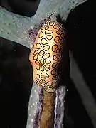Cyphoma gibbosum