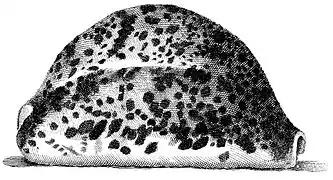 Illustration de l’Index Testarum Conchyliorum de Niccolò Gualtieri (1742).