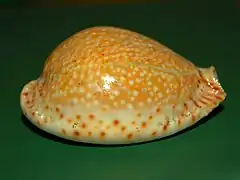 Naria lamarckii
