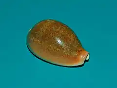 Erronea ovum.