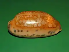 Mauritia scurra