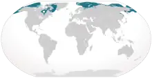 Planisphère de couleur grise représentant en bleu la présence du Bélouga dans le monde (essentiellement l'océan Arctique).
