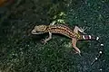 Gecko Cyrtodactylus oldhami.