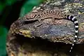 Gecko Cyrtodactylus peguensis.