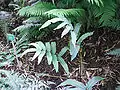 Aspect de la plante