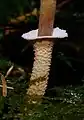 Cystoderma fallax