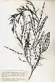 Cystoseira baccata, planche de l’herbier des frères Pierre-Louis et Hippolyte-Marie Crouan.