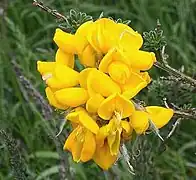 Fleurs