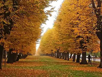 L'allée Wallenstein longue de 1,7 km.