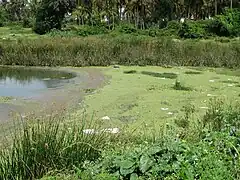 Déchets sur le lac