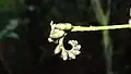 Inflorescence de Raputia aromatica (détail).