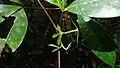 Jeunes feuilles de Raputia aromatica.