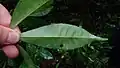 Feuille de Raputia aromatica (face inférieure).