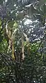 Fruits de Condylocarpon guyanense