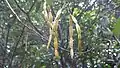 Fruits de Condylocarpon guyanense