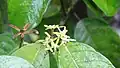Fleur femelle âgée et jeune inflorescence de Sagotia racemosa