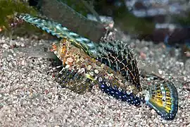 Dactylopus kuiteri (Callionymidae).
