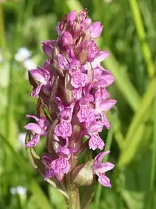 Symphony of the Early Marsh Orchid (no 33, 2017)