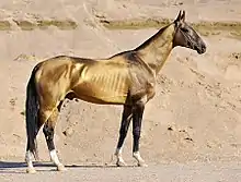 L'Akhal-Teke est réputé pour arborer souvent une robe isabelle