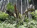 Un vieux Daisugi laissé dans les montagnes de Kibune, Sakyo-ku, Kyoto. On peut voir qu'il y avait autrefois beaucoup de Daisugi poussant naturellement dans les montagnes de Kibune et de Kurama.