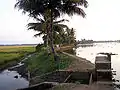 Rizière en bordure de canal