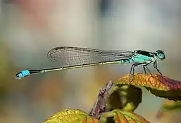 la demoiselle