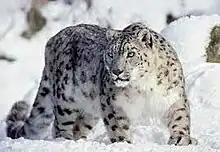 Photographie d'un léopard des neiges dans son habitat naturel enneigé, ses tâches sur le pelage permettant de le différencier des autres léopards