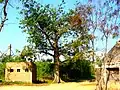 Dans le Parc national on trouve un arbre « umusufe » (arbre centenaire, planté selon les coutumes ancestrales).