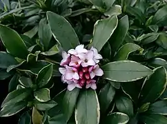 Inflorescence