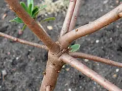 Ramification