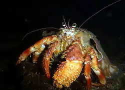 Dardanus gemmatus