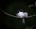 Sibia à tête noire